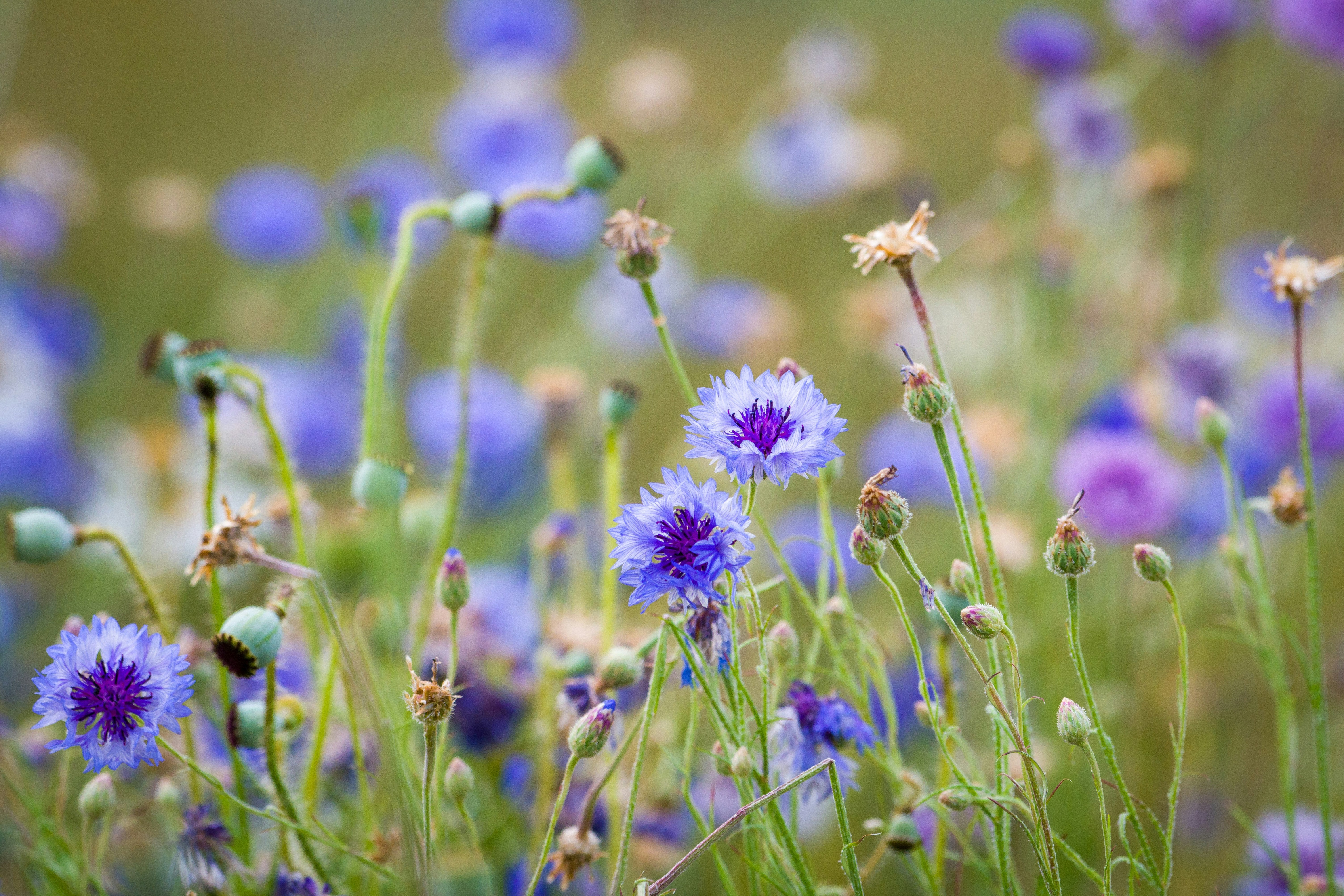 Forget Dying Plants: The Best Drought-Proof Wildflowers For A Blooming August Garden