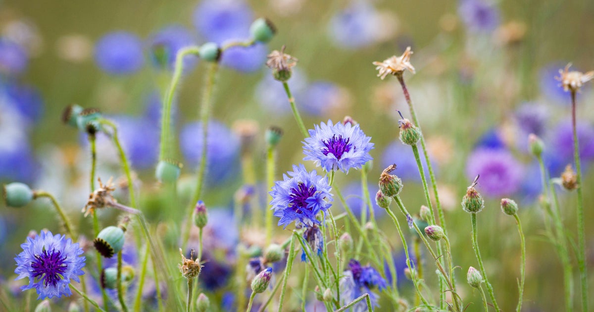 Forget Dying Plants: The Best Drought-Proof Wildflowers For A Blooming August Garden