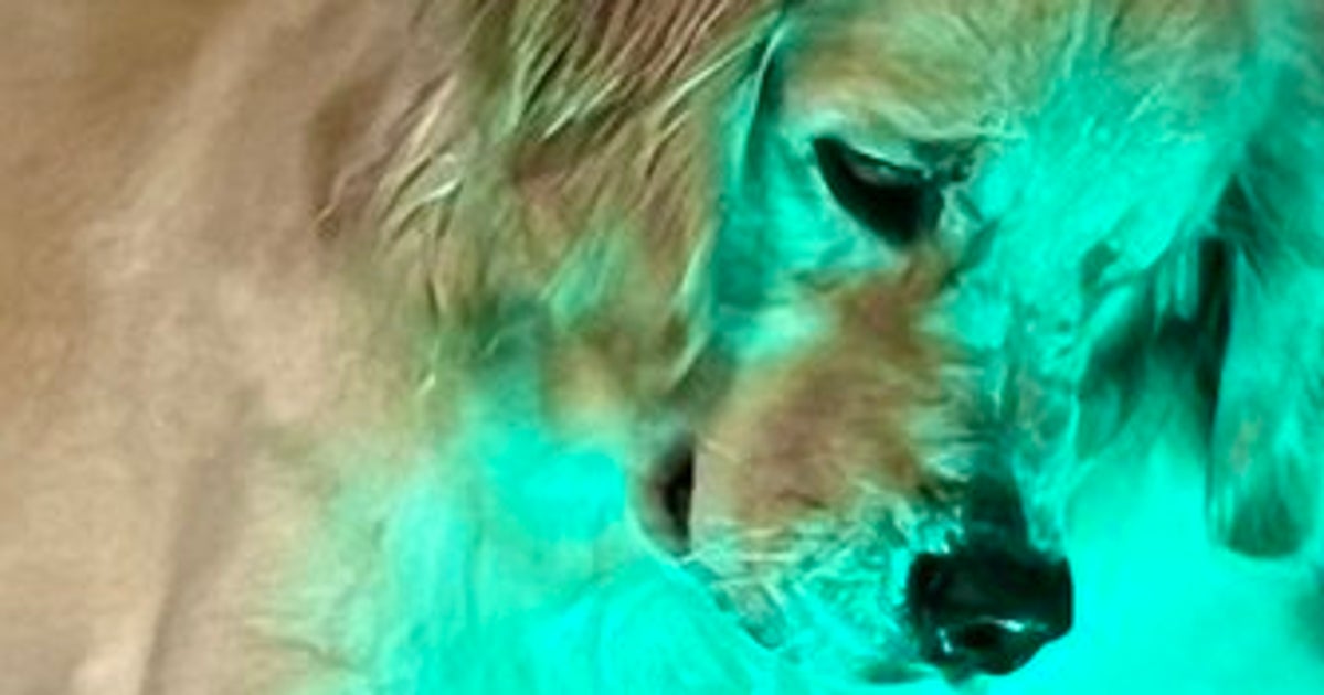 愛犬の“鈍感力”、すごすぎた⇨掃除機ライトにも微動だにしない様子に「大物すぎる」「悟りの境地」の声