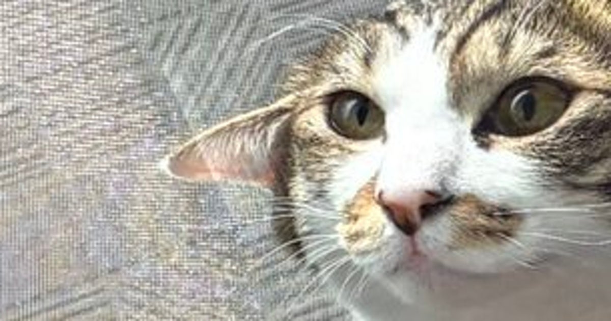 愛猫が自ら“挟まりに行く”極細の隙間。なぜそんな場所へ...「ウチもこれで網戸壊された」と共感の声