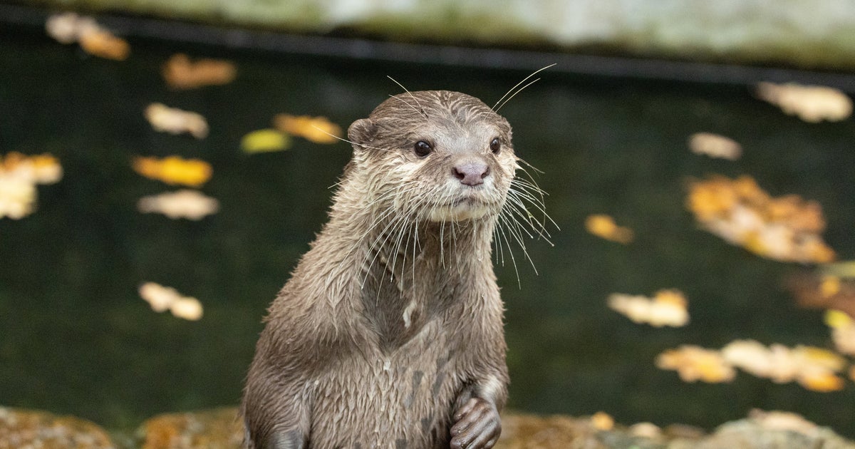 “悶え死ぬほど”可愛い...！カワウソ2匹が寄り添って泳ぐ様子に「日本一仲良し」「なんぼでも見に行きたい」