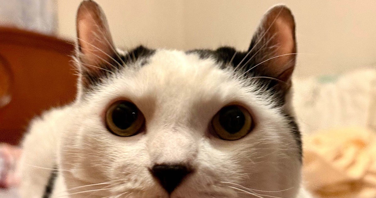 「何そのポーズ」猫ちゃんの“変なポーズ”に注目集まる「やんのかステップ（改）」「ジョジョに出てきそう」
