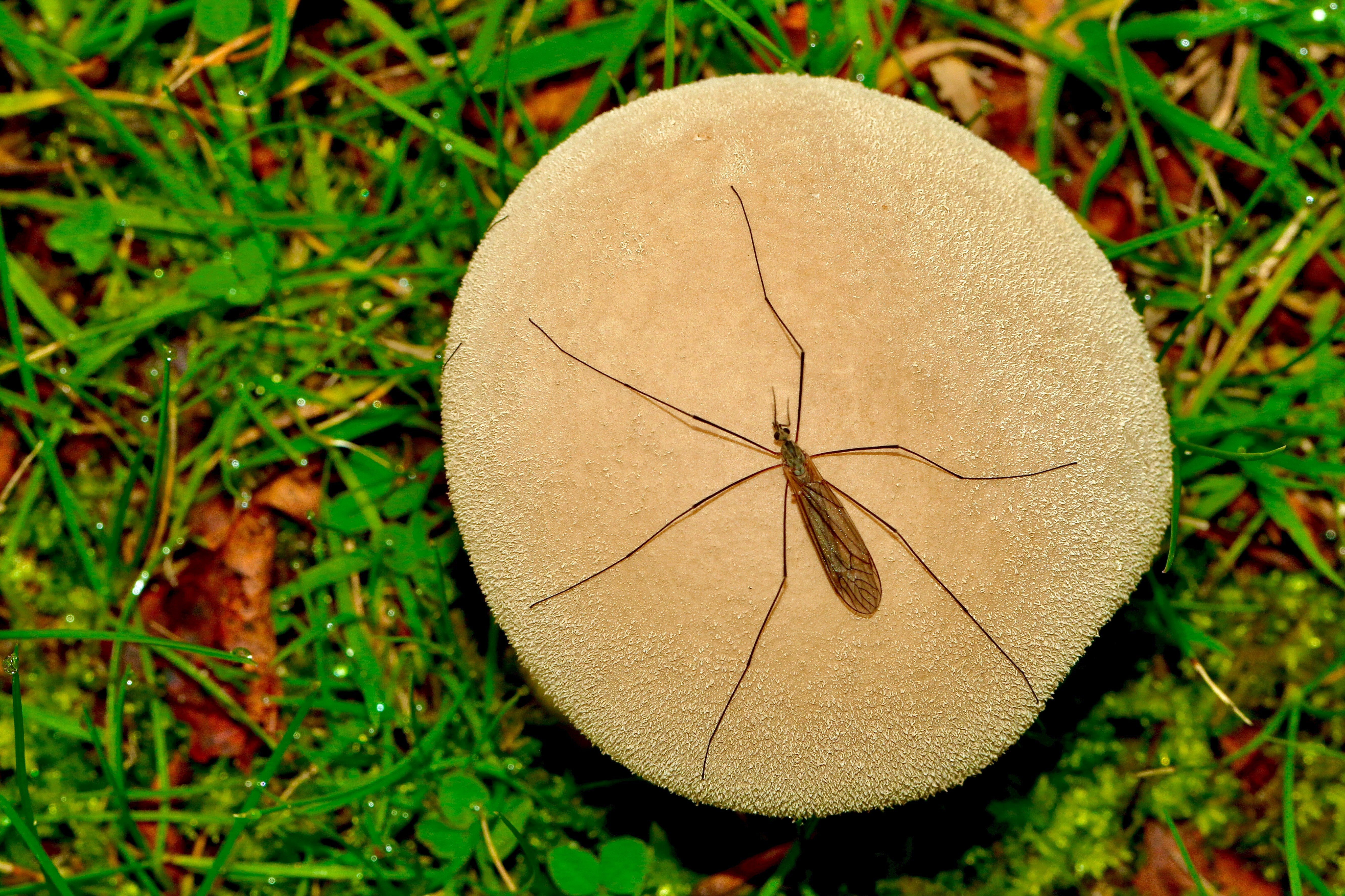 Expert Explains If Daddy Longlegs Really Are 'The Most Venomous Spider In The World'