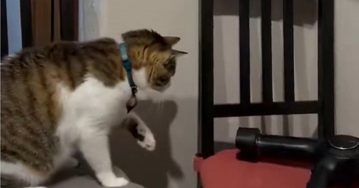 置きっぱなしのドライヤーと“戦う”猫。一部始終に「真剣勝負」「頑張れ〜」の声