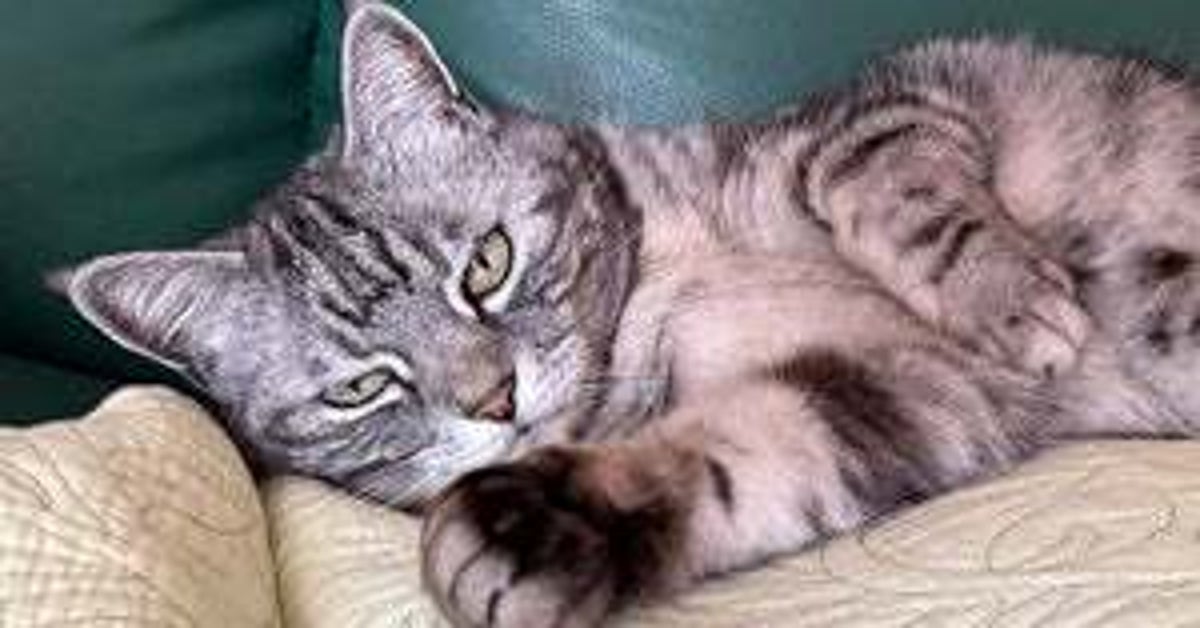 猫用ベッドに冷感マットを敷いたら…? “想定外の使い方”に「そうじゃにゃい」「かわいすぎて言葉が消滅する」