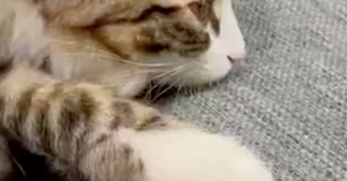 まるで知恵の輪…！生後4カ月の子猫のクセ強な寝相に爆笑⇨「こんなんヨガでしか見ない」「前世は雑技団？」