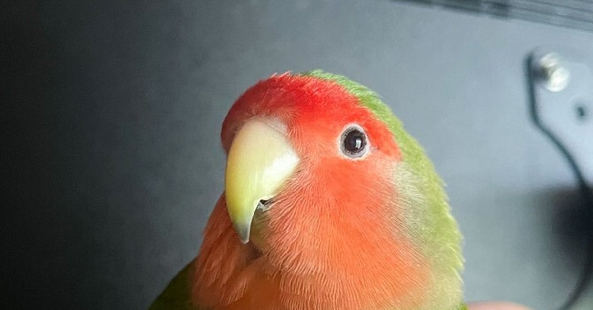“お気に入り”を握りしめる鳥、キラッキラの目に「こんなにニコニコ感出るんだ」「めっちゃ可愛い！」と反響