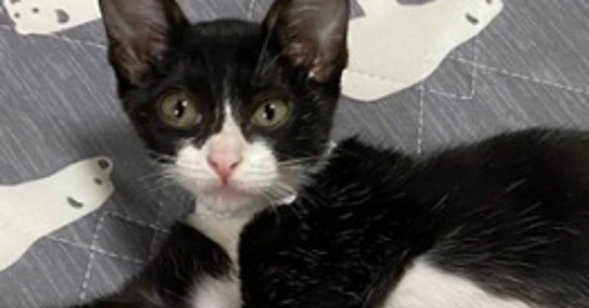 「マ、マジ？」愛猫の衝撃のビフォーアフターに爆笑⇨「幸せが詰まってる…」「愛が増量してる証拠」
