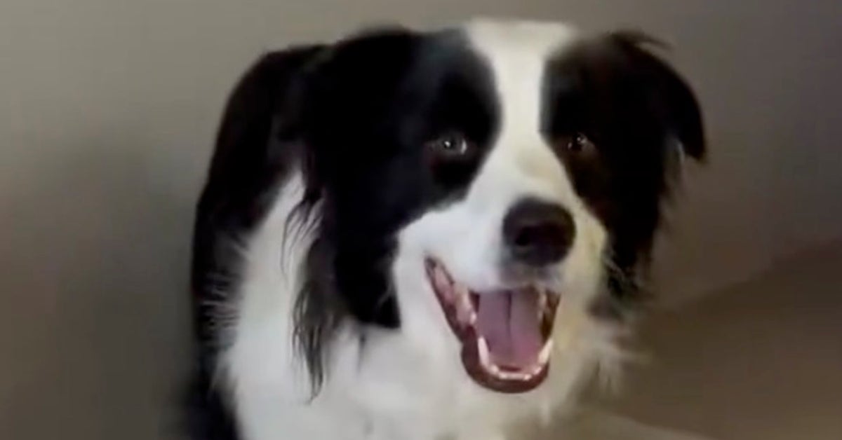 あまりにも華麗すぎる！クロスウォークで接近してくる犬に「パリコレにも出られそう」「キレキレだ！」と絶賛の声