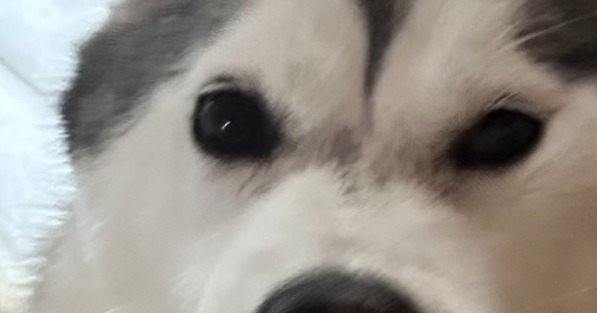 妹ハスキー犬、兄を“枕”にゴロンしたら⇨衝撃ショットに「ドヤ顔すごいW」「兄の表情が笑える」とネット爆笑