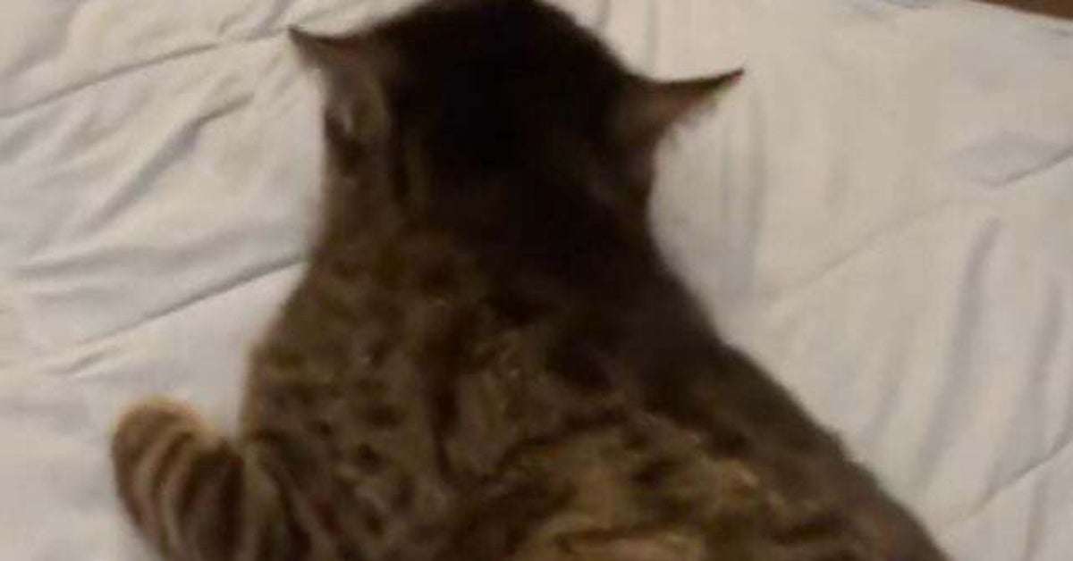 「叩け」「はい」「叩け」「はい」猫ちゃんのワガママなおねだりにメロメロ「存分に叩いてあげてください」と反響