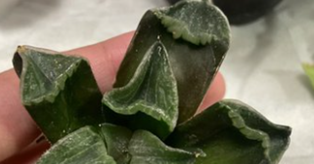 ホームセンターの“しぼんだ多肉植物”、自宅ガーデニングで育て直したら…⇨5カ月後に「見事な復活劇!」「ぷっくり戻せてて感動」と絶賛の嵐
