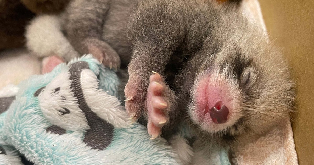 「人工哺育の場合は…」 “レッサーパンダの赤ちゃん”の健康を守るお世話の様子に「世界救えるくらいかわいい」「全部が愛おしい」