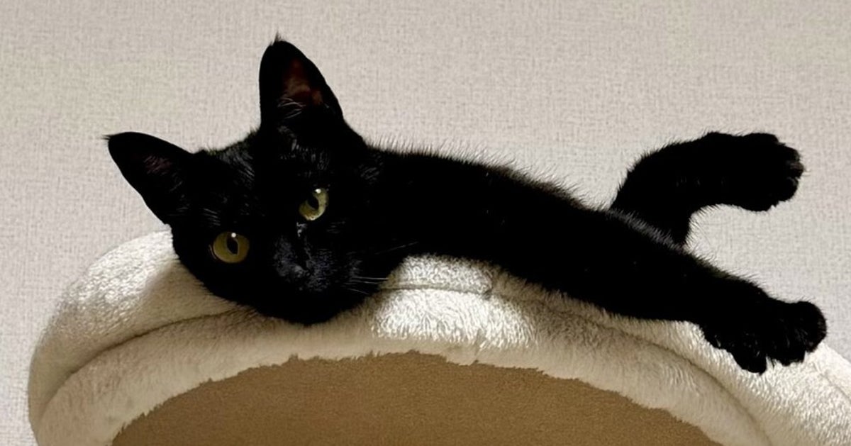 この中のどれかは尻尾です⇨足が5本に見える黒猫に「スパイダー!」「5度見してようやく理解したw」と驚き
