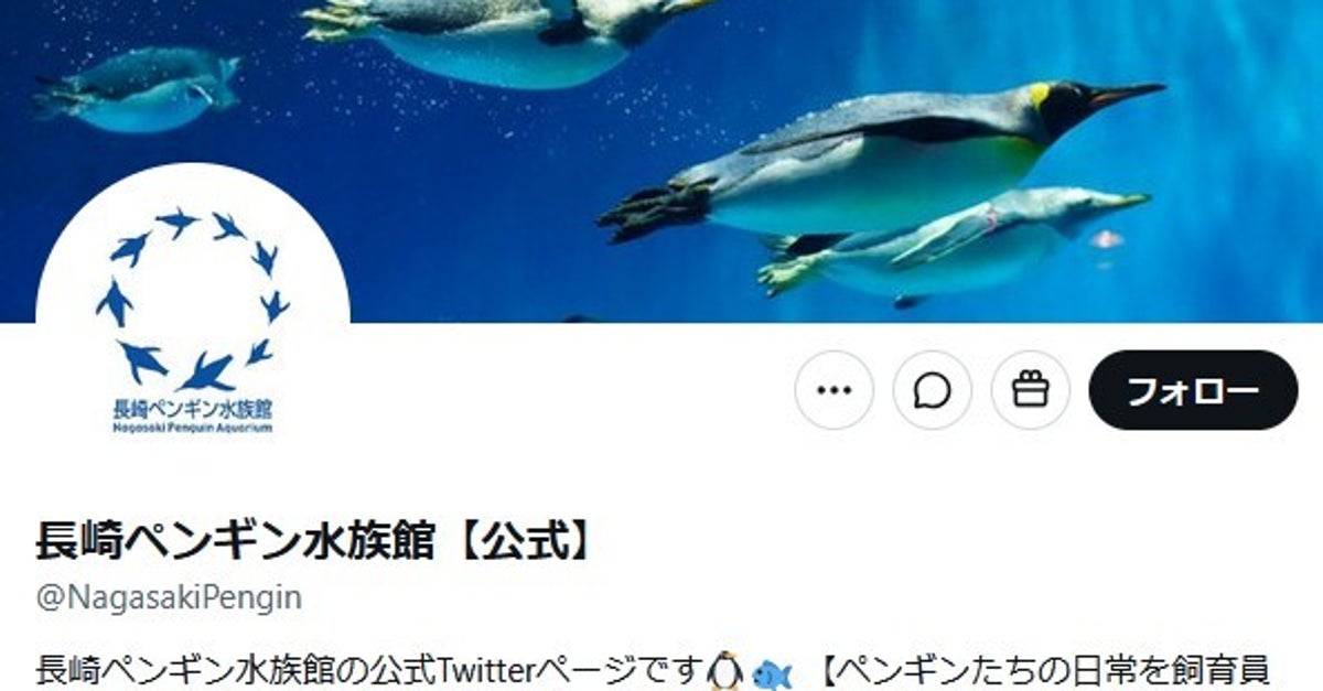 世界最小のペンギン、どうしても泳げず...泳げるヒナから激励の“ヒレタッチ”⇨「がんばれ」「練習大事」と応援続々