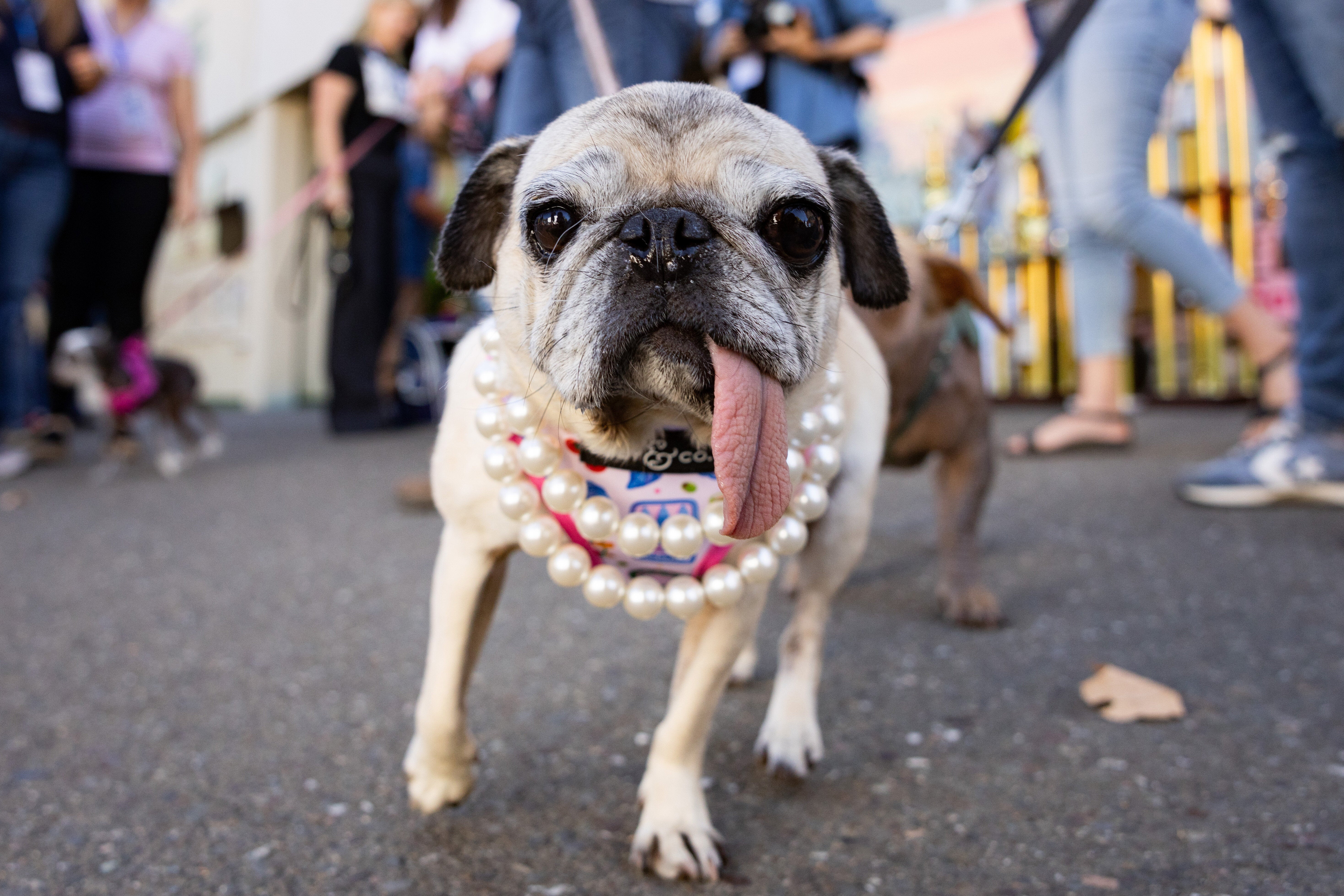 America Has A New ‘Ugliest Dog.’ The Winner May Surprise You.