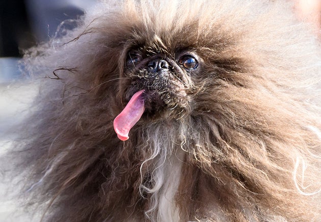 Wild Thang, a fluffy, long-tongued Pekingese dog, won in 2024 after competing multiple times.