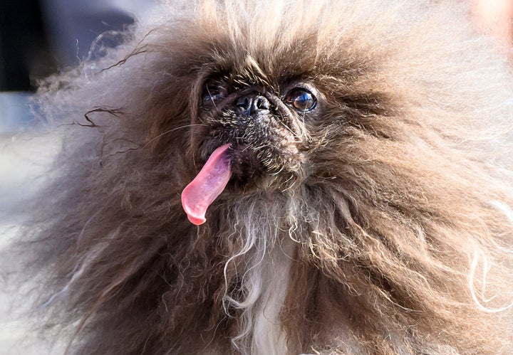 Wild Thang, a fluffy, long-tongued Pekingese dog, won in 2024 after competing multiple times.