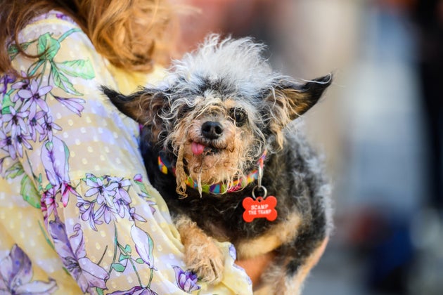 Scamp the Tramp, a rescue dog, beat out the stiff competition in 2019. 
