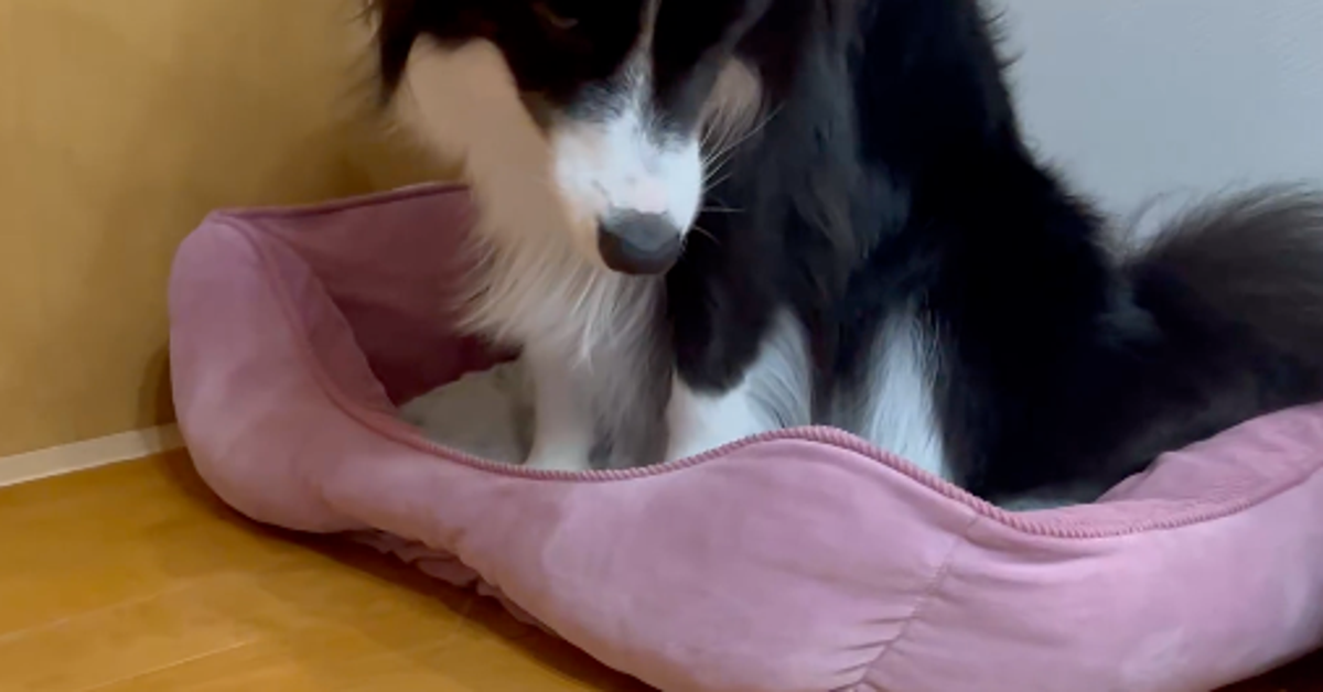 愛犬のボーダーコリーをモデルに手作りした小3夏休みの工作。シッポが動く力作に“本犬”が見せた反応は…？