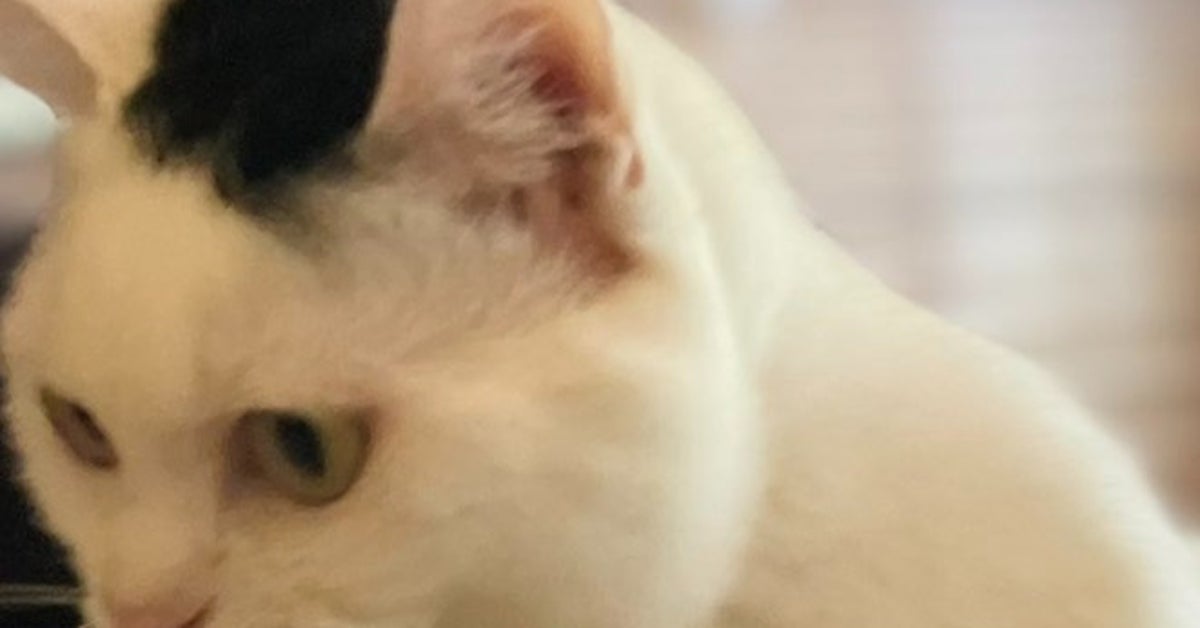 愛猫にブラシを近づけたら⇨液体みたいに“ぬるり”と回避する姿に衝撃、「感知力、凄すぎ!」「液体ネッコー」の声