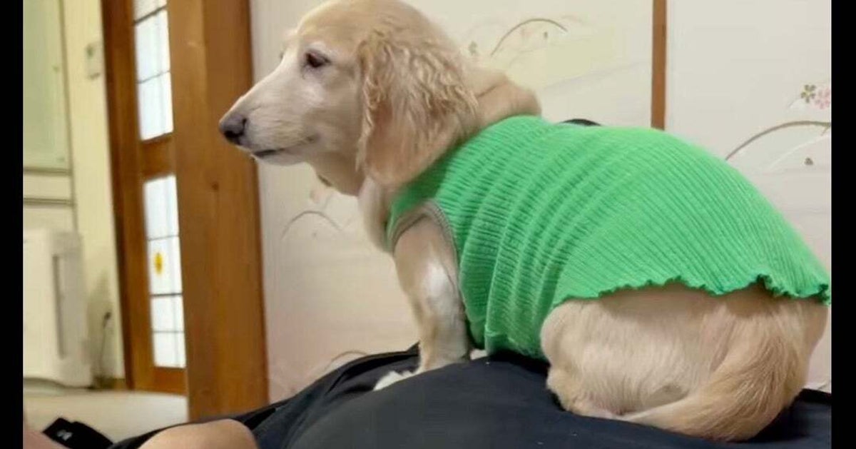 「見えない磁石が…」飼い主さんの“顎” に密着するワンコが話題に「まさしくケツアゴ」「吸い寄せられてますね」
