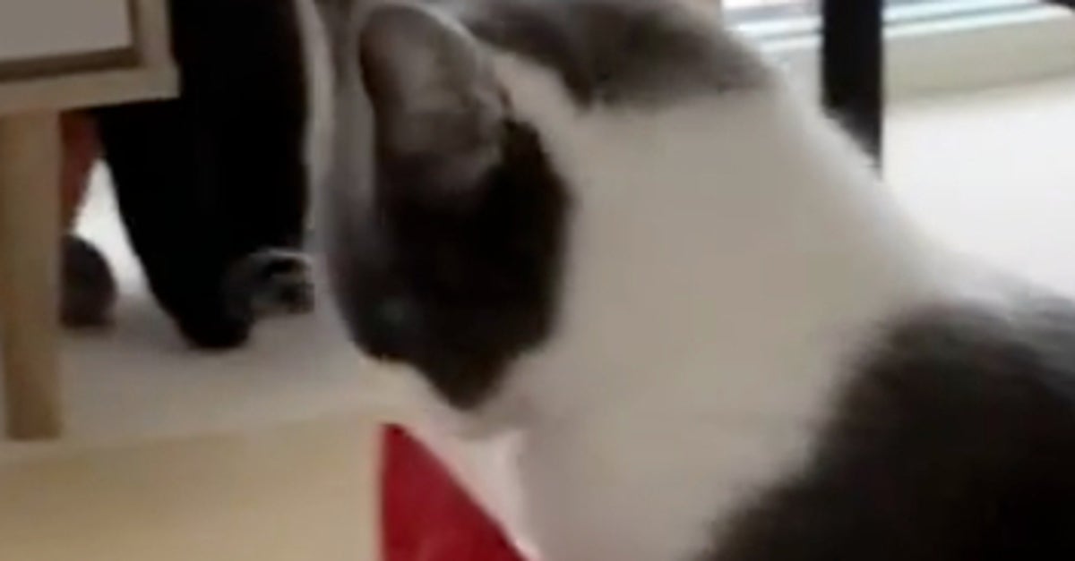 猫とぬいぐるみが出会った瞬間...⇨“運命の出会い”みたいな反応に「恋のはじまり」「マンガみたい」