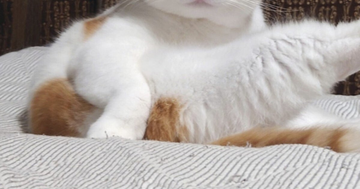 愛猫、決めポーズだけど虚無顔w⇨ギャップの大きさに「最高」「天才」と反響続々