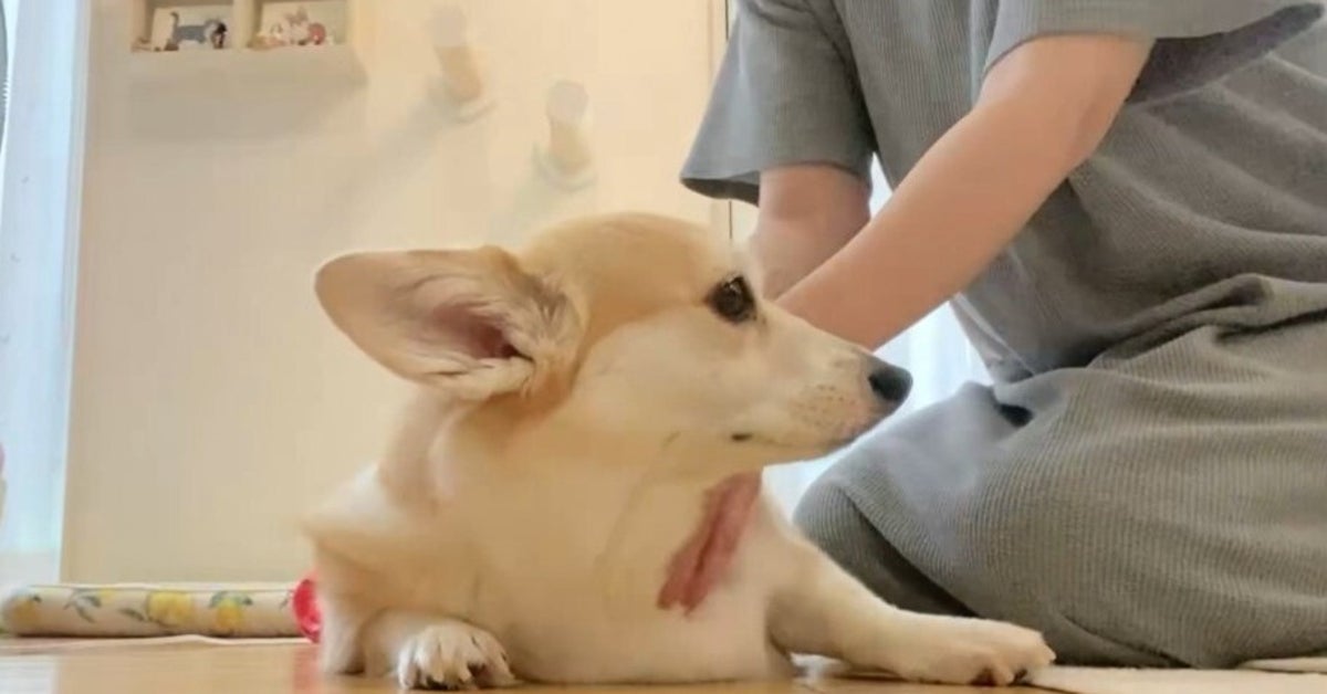 犬と猫の「撫でて」のせめぎ合いに爆笑⇨猫の「『ヌッ』感がすごい」「声あげて笑った」