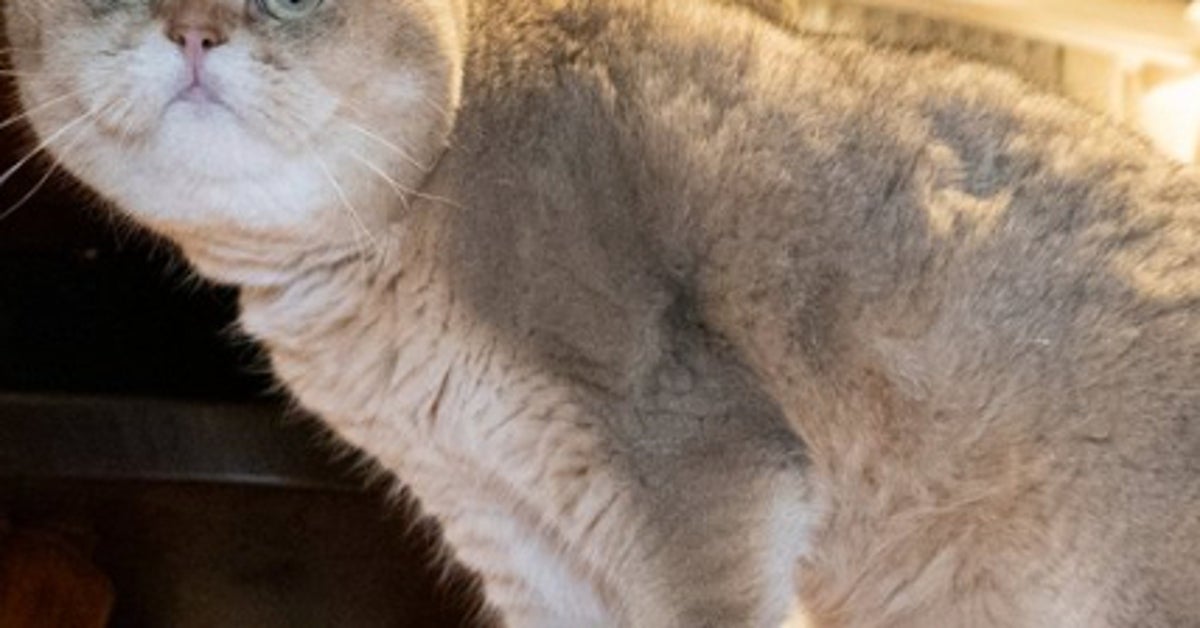 段ボールに入り込んだ愛猫、兄弟猫が近づき…⇨まさかの光景に「液体化が半端ない」「思った3倍ぺったんこ」