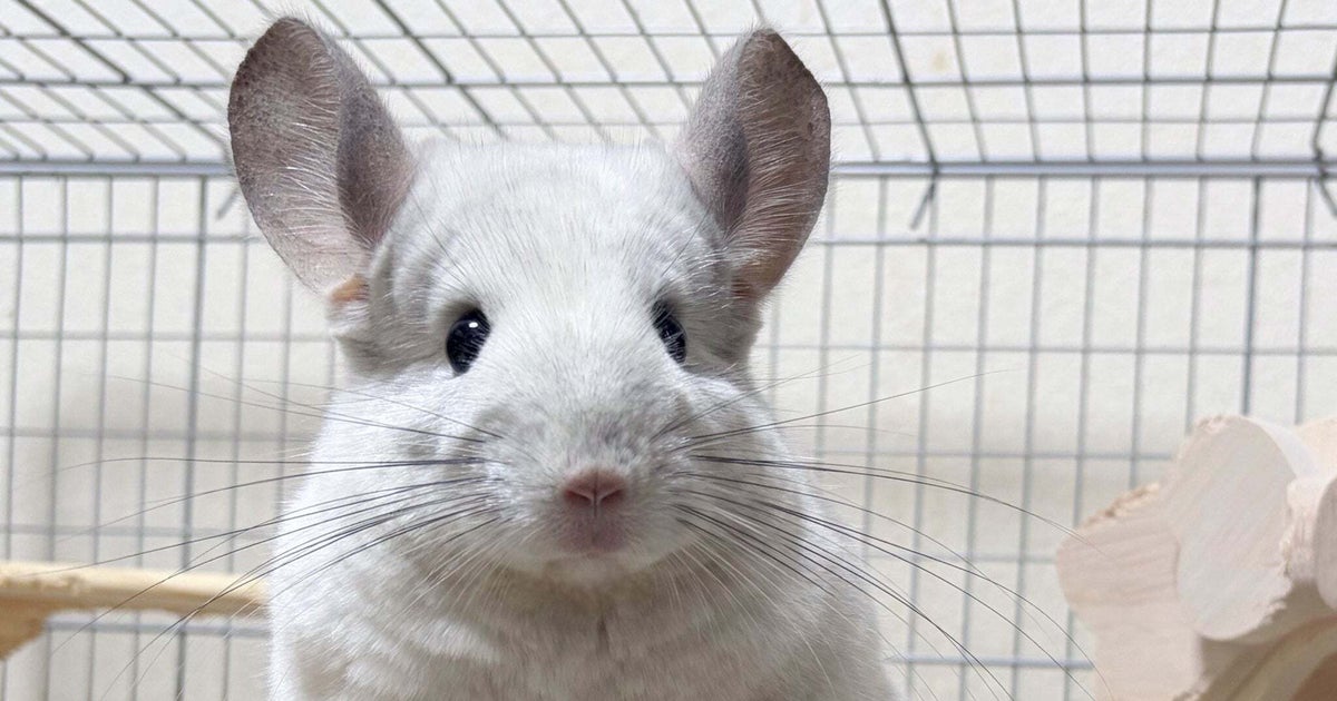 「おてて合わせてる」 でっかいピカチュウと一緒に遊ぶ、チンチラの姿に「優しい世界」「尊いにも程がある…！！！」