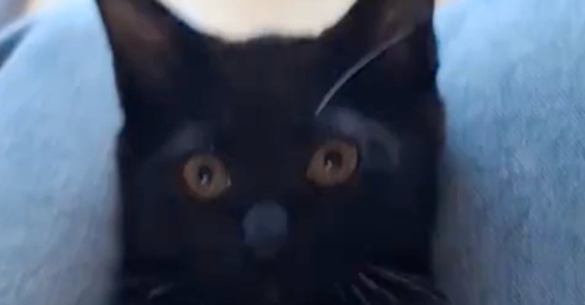 成長した黒猫に“昔の遊び”を試したら…まさかの反応に14万いいね⇨「見る健康サプリ」「永遠におこちゃま」
