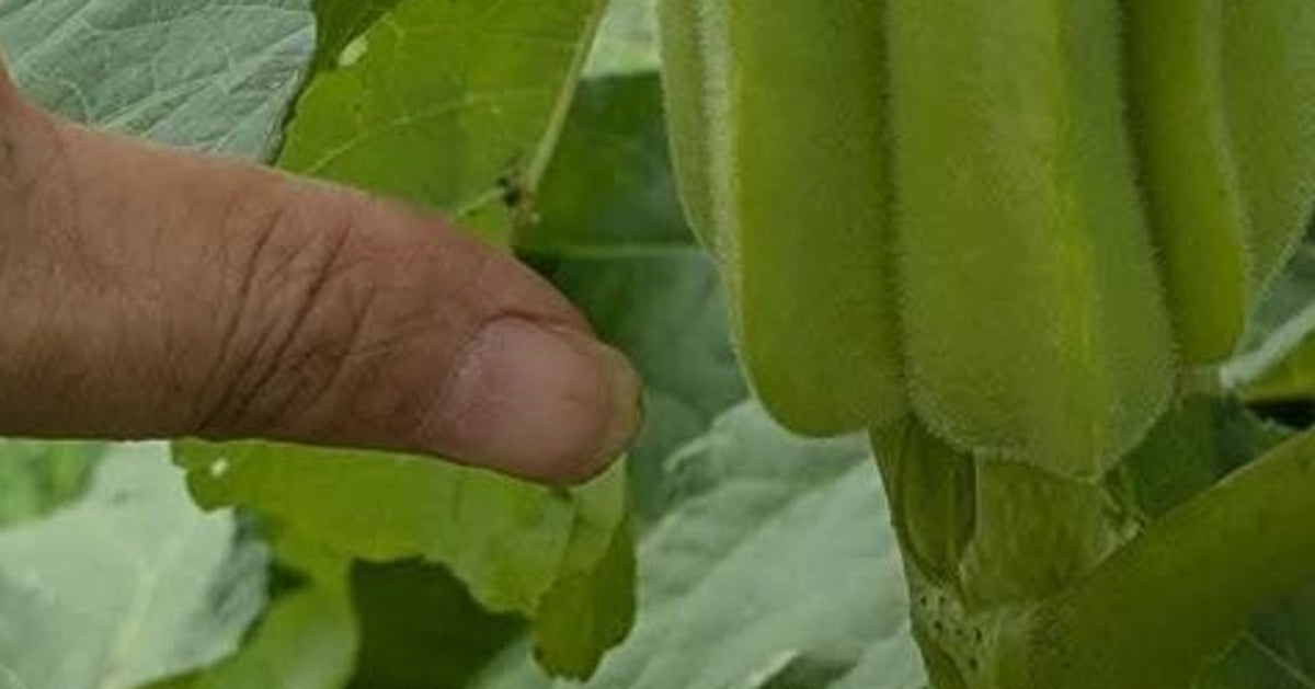 週1しか行けない畑でオクラを育てたら…⇨「これはオクラ入り」「割り箸のような食感」
