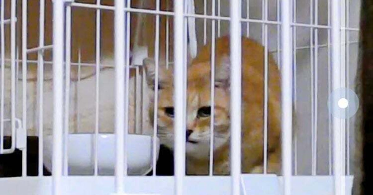 「こんなにひっついてくる」飼い主さんに甘える元野良猫ちゃん→「大好きでしょうがないって感じ」「何て幸せそうなお顔」