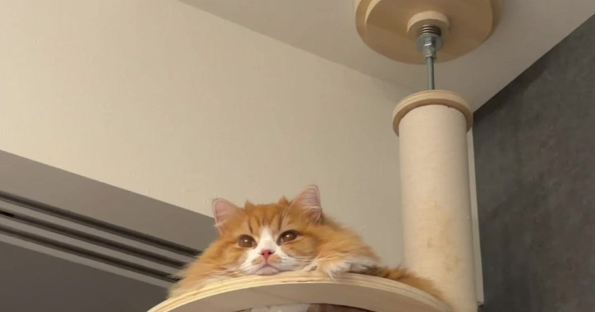 「さすがに丸すぎないか?」透明ボウルに猫が"みっちり"!⇒2125万回再生、海外でも大きな話題に