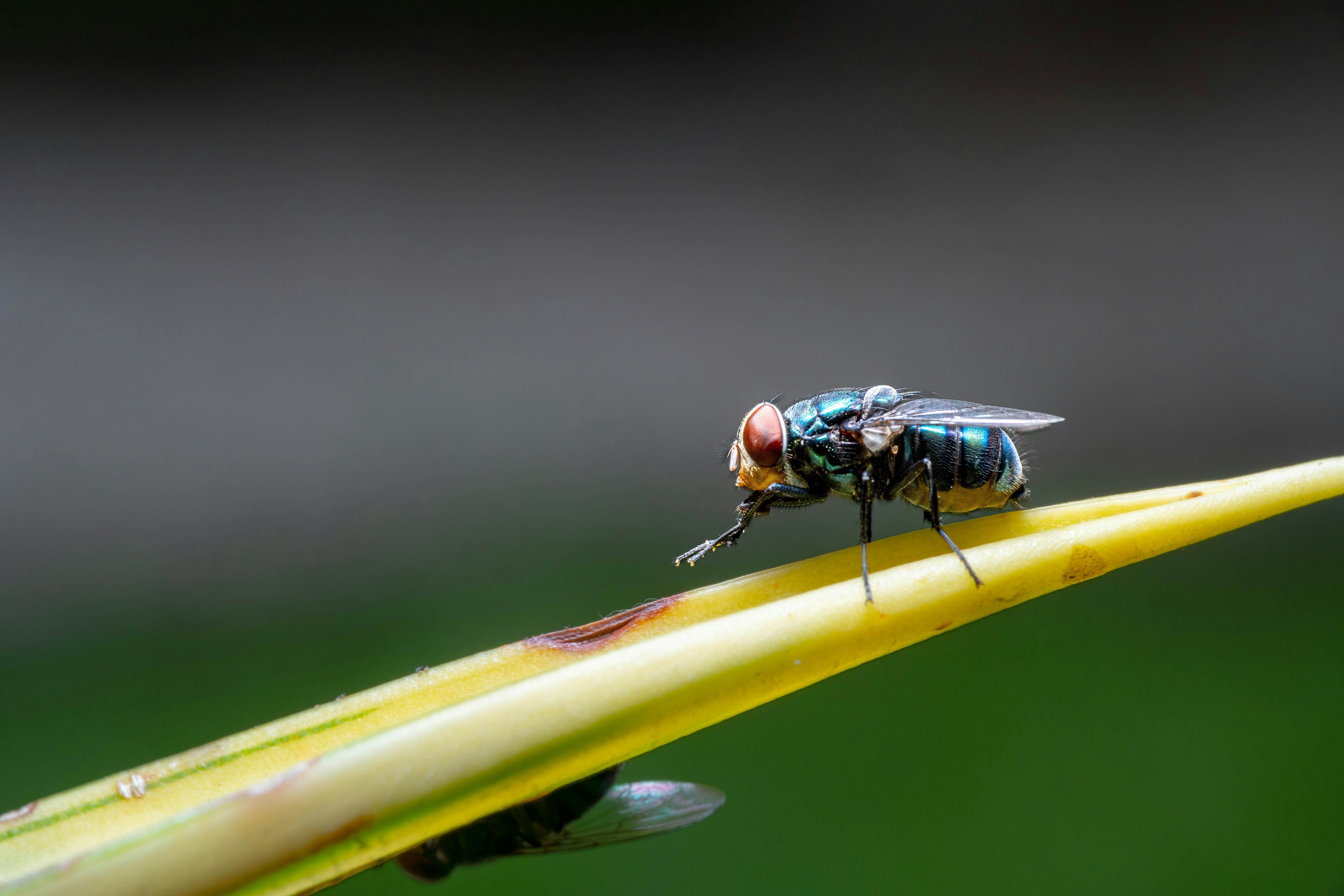 Insect Expert Explains Why Flies Rub Their Creepy Legs Together