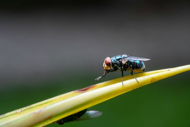 Dr David Grimaldi, entomologist and curator at the American Museum of Natural History in Manhattan, explained flies are actually strategically grooming themselves.