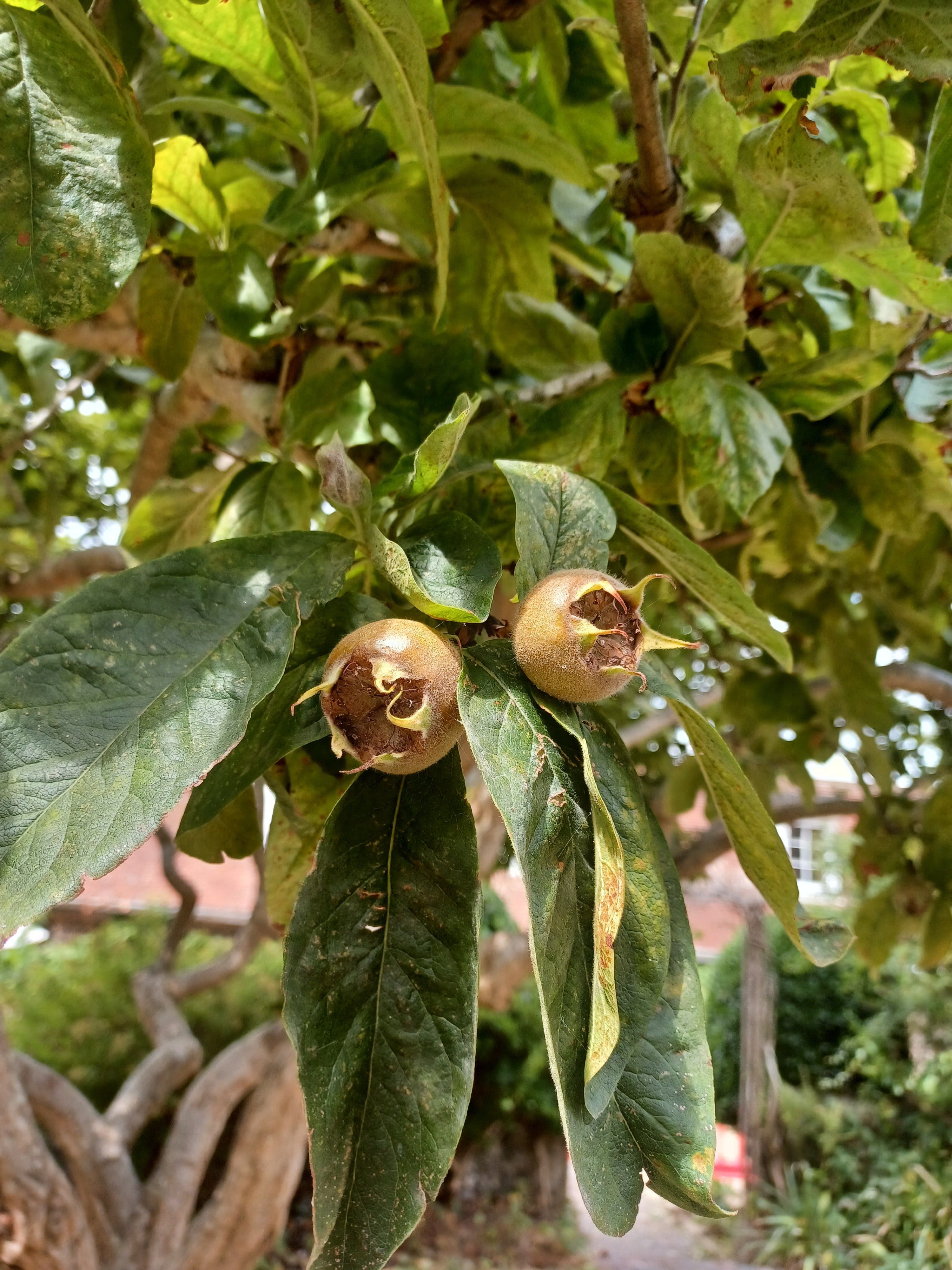 Bletting: How To Enjoy The UK's 'Thoroughly Forgotten' Fruits