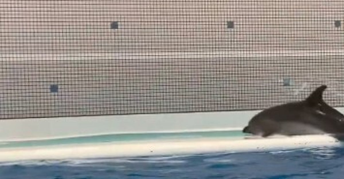 水族館のイルカがショーの自主練?時間外の“パフォーマンス”に「プロですね」「ファンサがすごい」と25万いいね