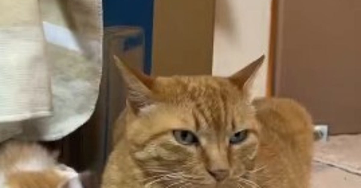 子猫2匹の“レスリング”を見守る7200グラムの先輩猫⇨貫禄たっぷりの姿に「達観した表情」「微動だにしない」