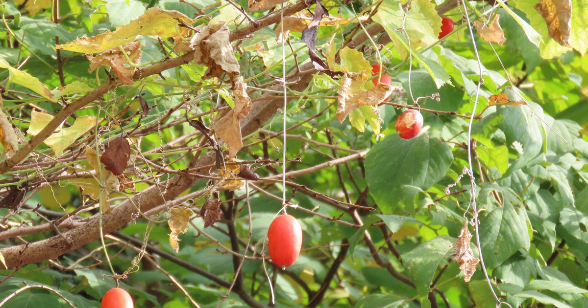「真っ赤だな」と歌われるカラスウリ、花は真っ白！幻想的な開花動画に「綺麗だなぁ」「とても神秘的」