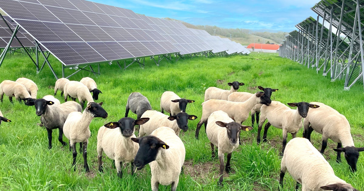 業務スーパー創業者が太陽光発電所で羊を放牧する理由　地域も自然も活かすソーラーグレージングとは