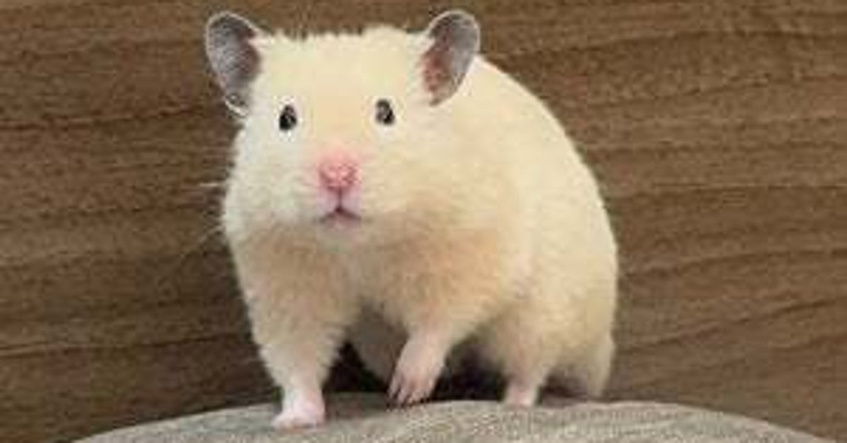 「かわいいしりもちみて」 引き出しに入ろうと頑張るハムスターの後ろ姿に「あんよとおててがかわいすぎ」「いやされました」