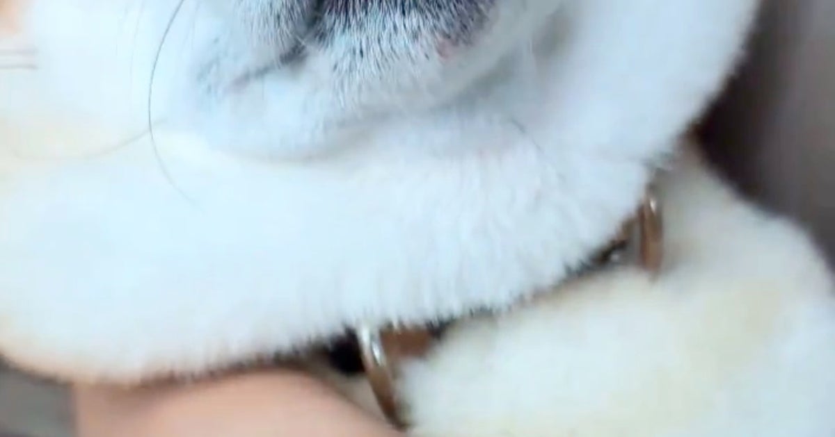ヒトの赤ちゃんのように眠る柴犬⇨幸せあふれる寝顔に「たまらん」「良い顔してる！」