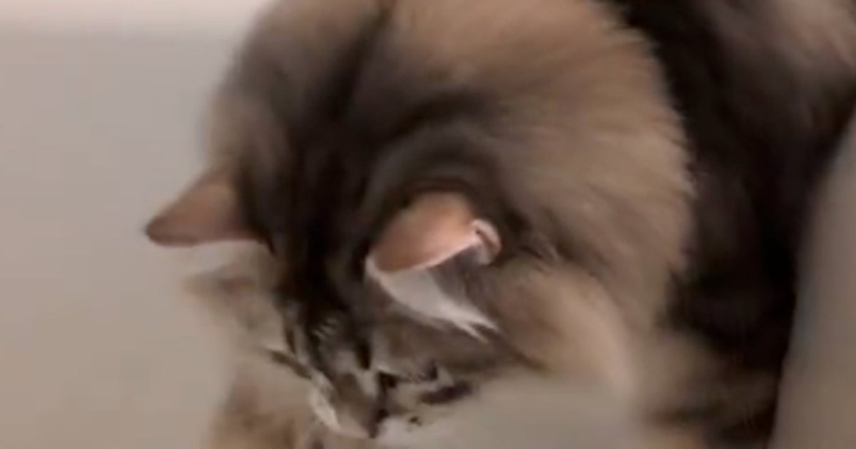 風呂をのぞき込む猫、案の定ドボン⇒さらなる展開に「完璧なオチだな」「言わんこっちゃない」と爆笑