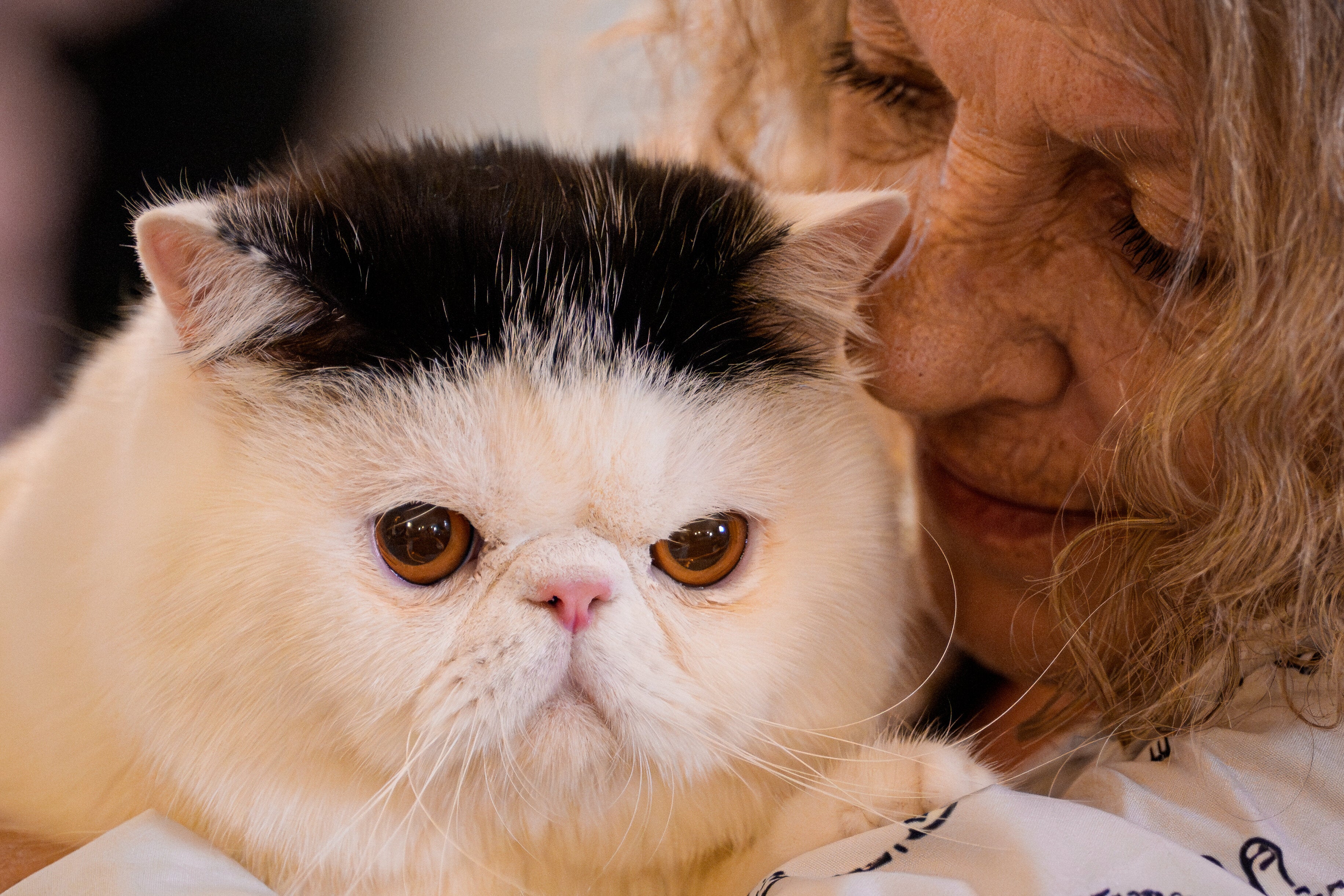 Humans Originally Domesticated Cats For Horrifying Reason