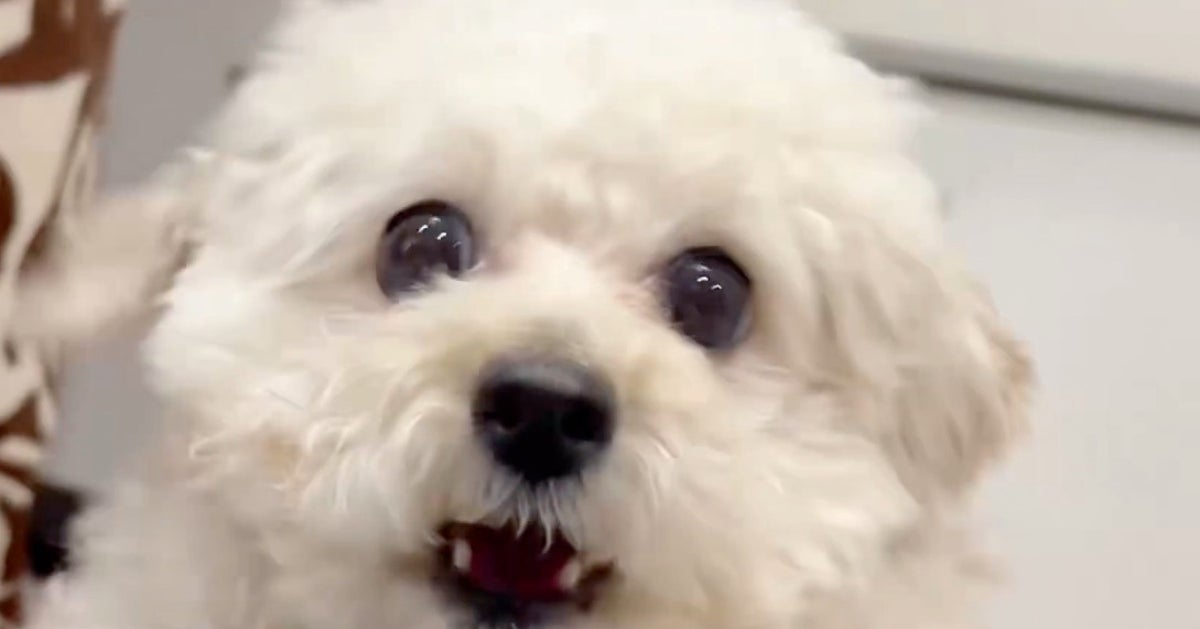 飼い主が携帯を落としかけた瞬間…⇨「危ない！」全力で救おうとする愛犬に「賢すぎる」「動体視力すごい」の声