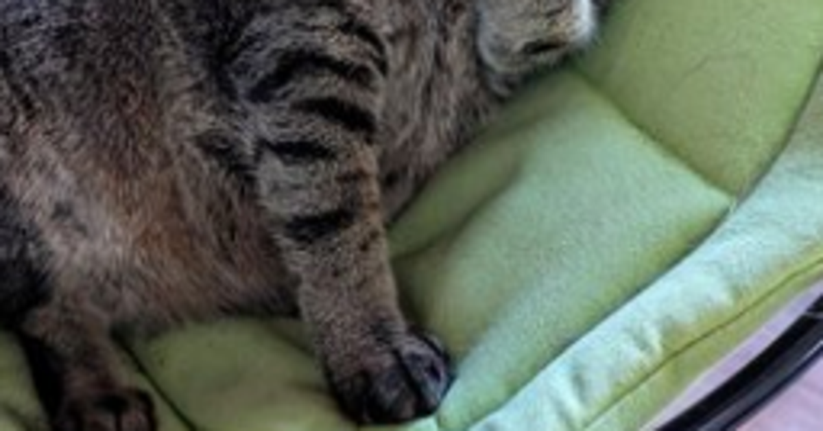“赤ちゃん言葉”で呼びかけた飼い主⇨愛猫のまさかの塩対応に困惑…「めちゃくちゃ辛辣」「シビアな反応」の声