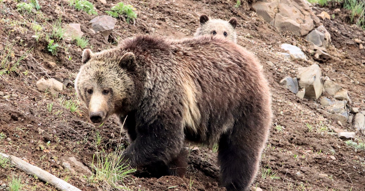 米消防にクマ侵入、装備バッグ奪って出動?「ここから俺に任せて、と言わんばかりだった」ユーモア交えて注意喚起