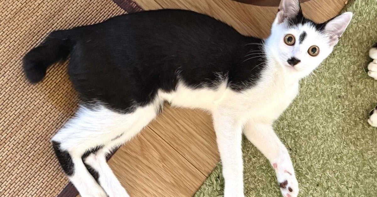 「100点の表情してる」動物病院に連れてこられた猫ちゃんの“絶望”に「リアクション大賞」「中に人はいってませんか！？」